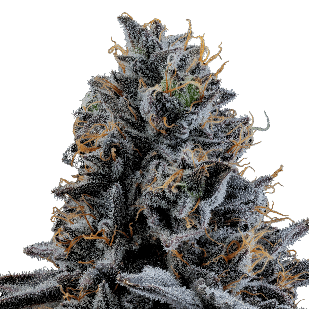 Med. Cannabis