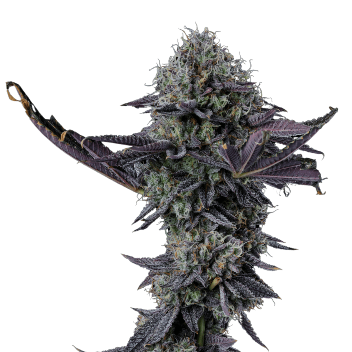 Cannabis der Sorte Kucci