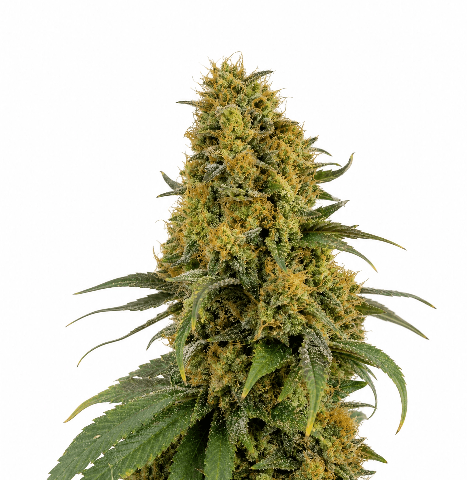 Cannabis der Sorte La Banana