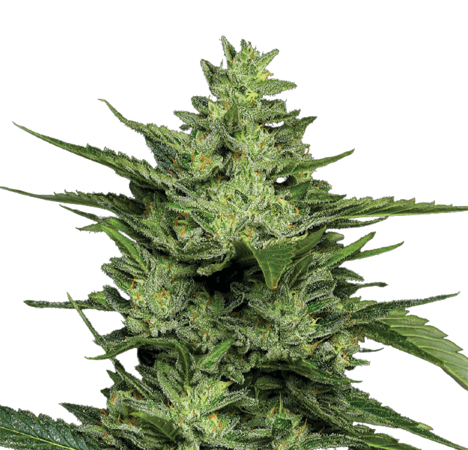 Med. Cannabis