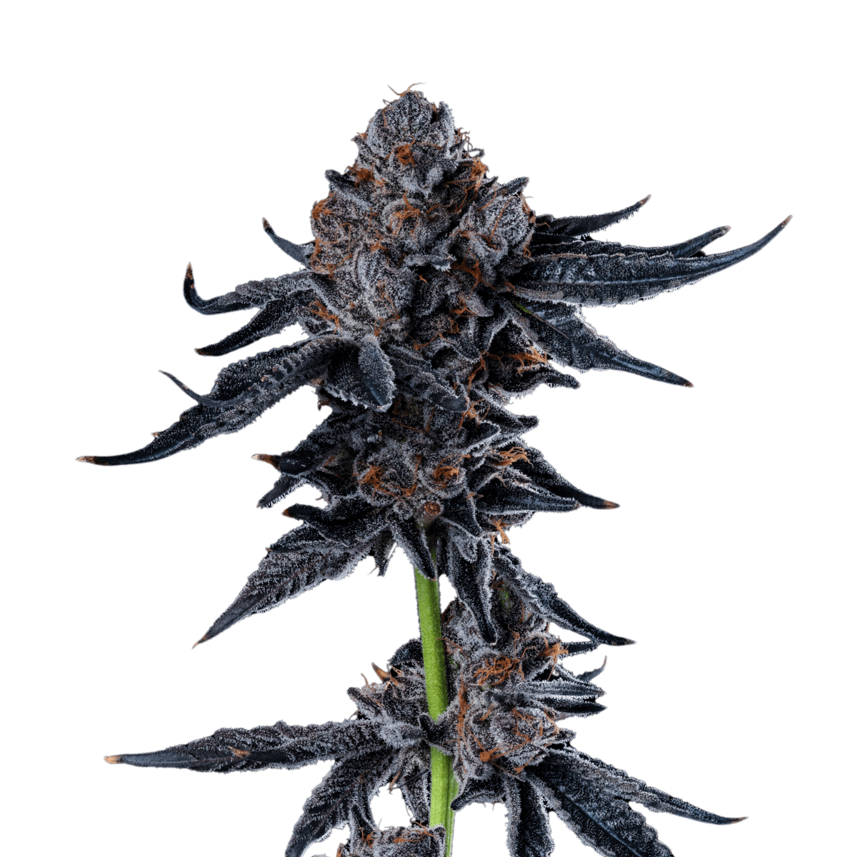 Med. Cannabis