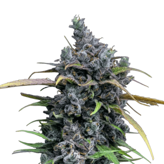 Cannabis der Sorte Maui True Blood