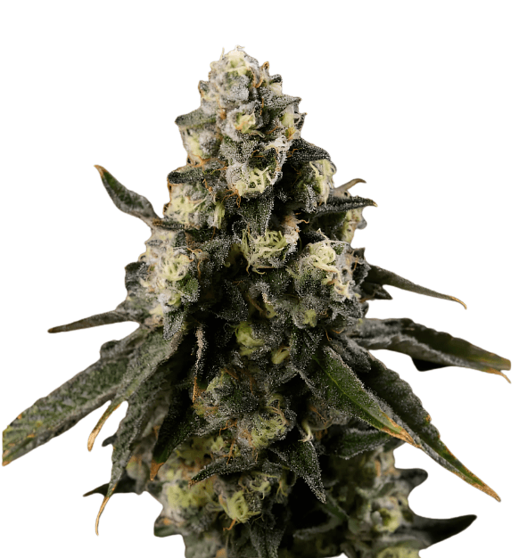 Cannabis der Sorte Moon Frost