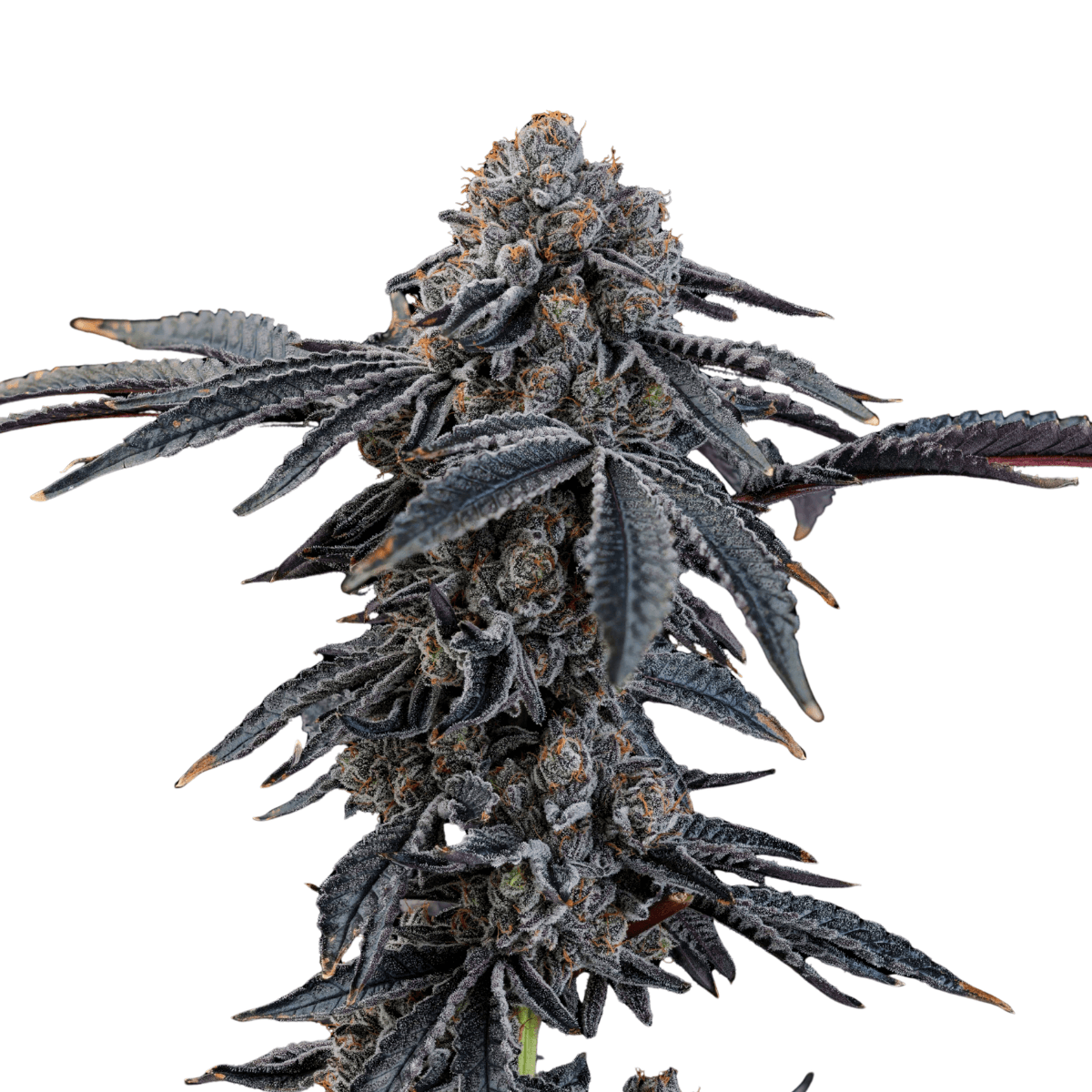 Cannabis der Sorte Neutronium
