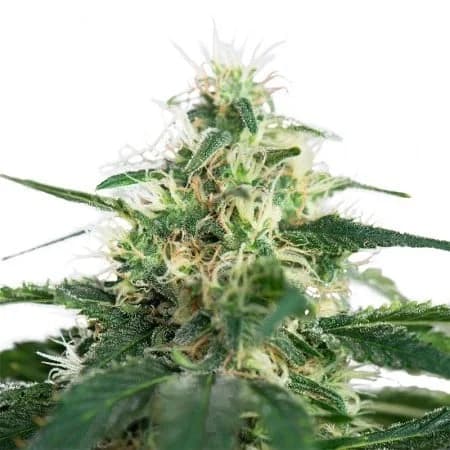 Cannabis der Sorte Northern Berry