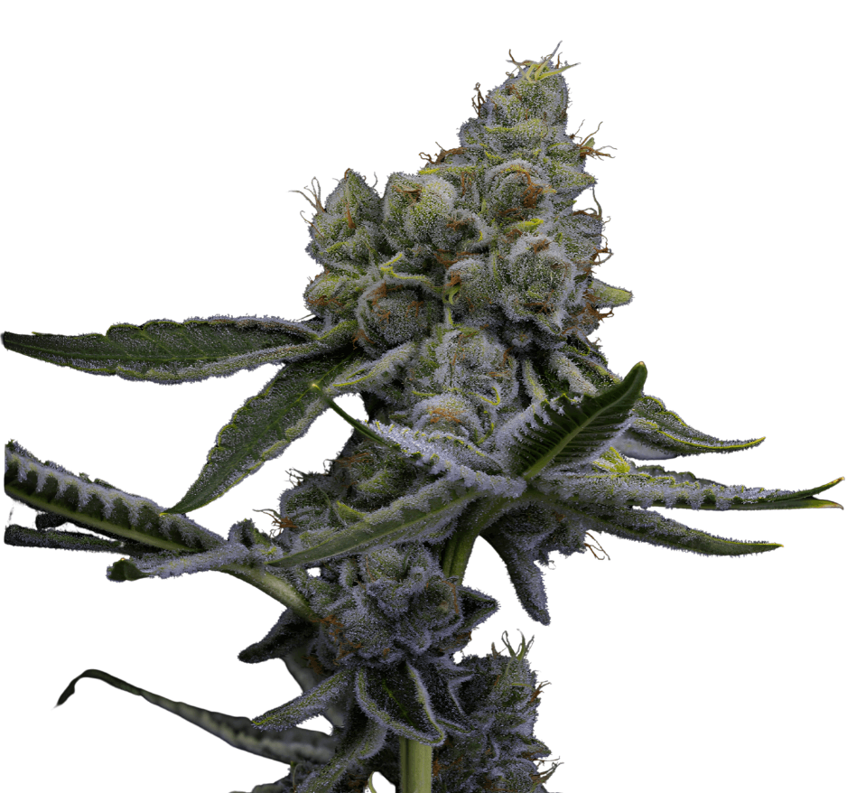 Med. Cannabis