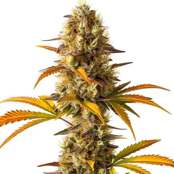 Med. Cannabis