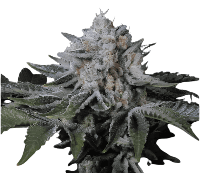 Cannabis der Sorte Peach Frosting