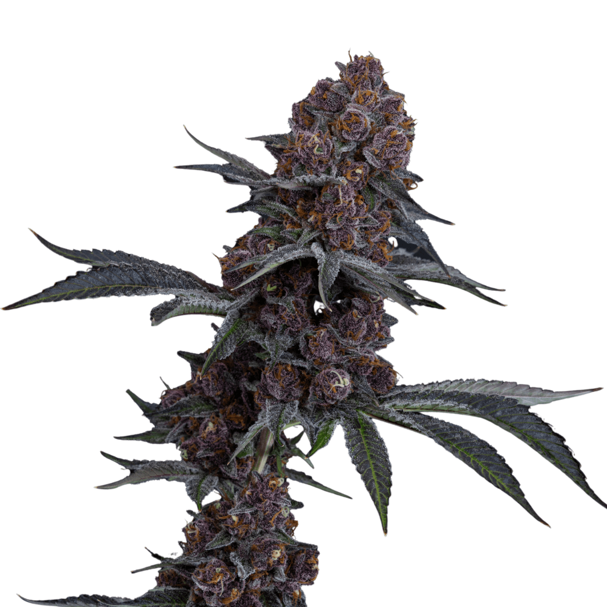 Med. Cannabis