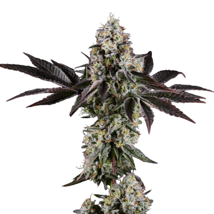 Cannabis der Sorte Pink Drip