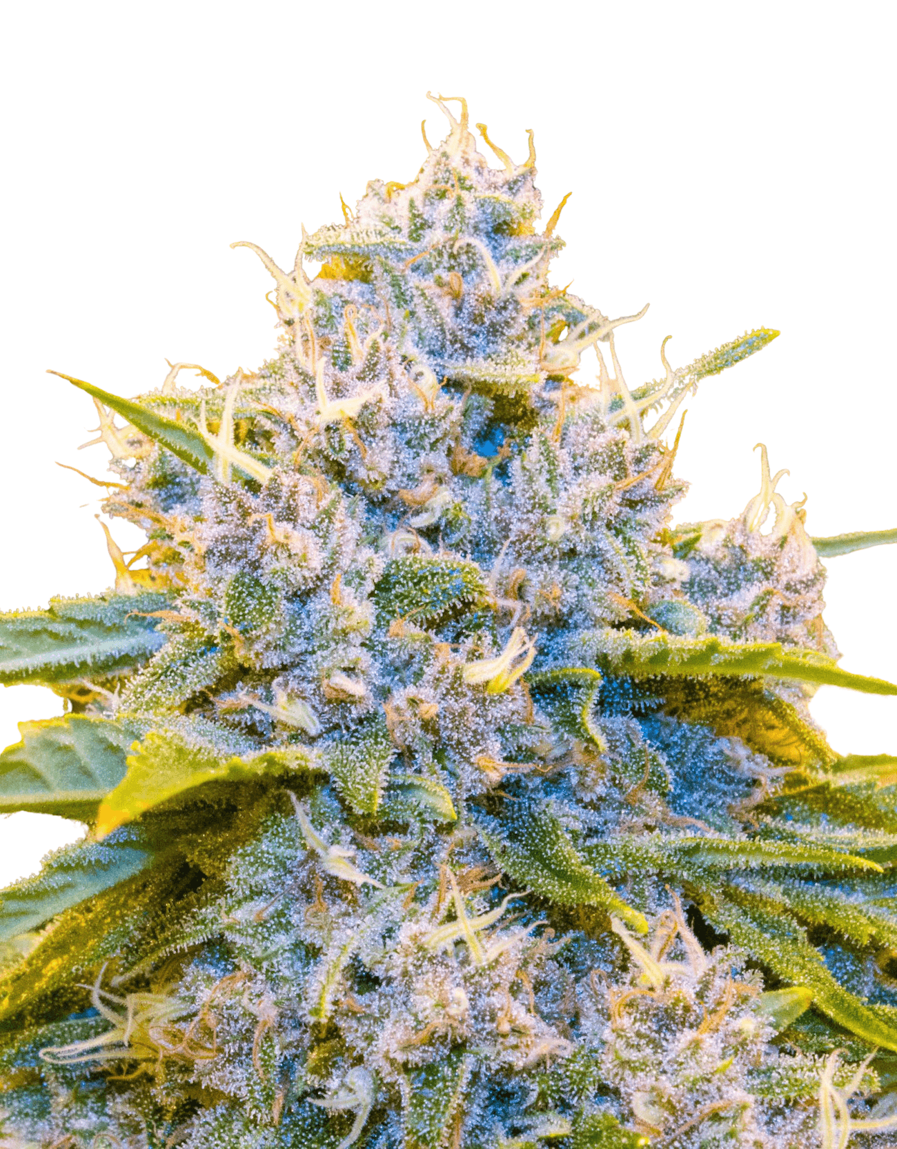 Cannabis der Sorte Pink Panther