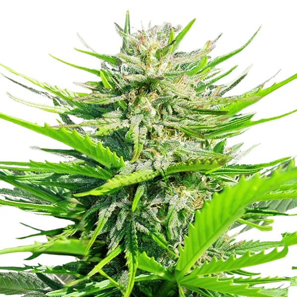 Cannabis der Sorte Royal Cheese Fast