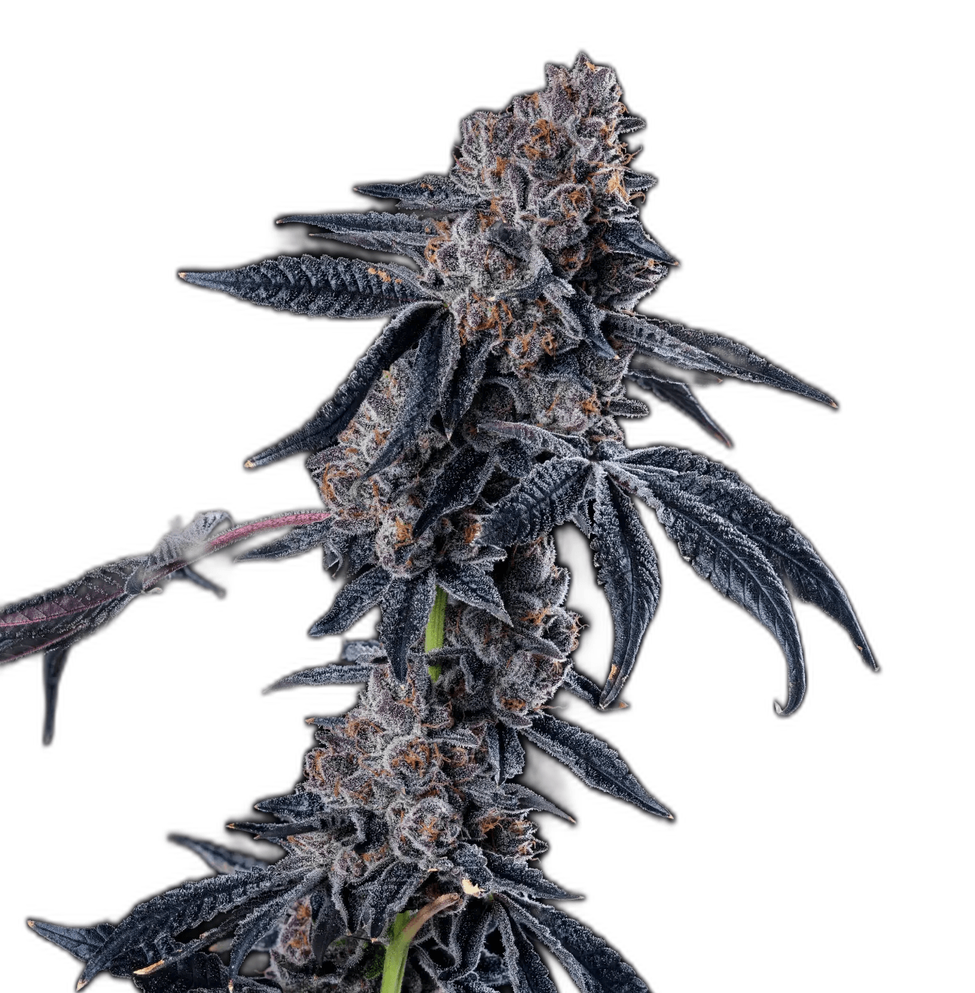 Med. Cannabis