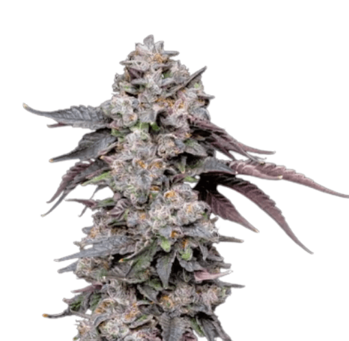 Med. Cannabis