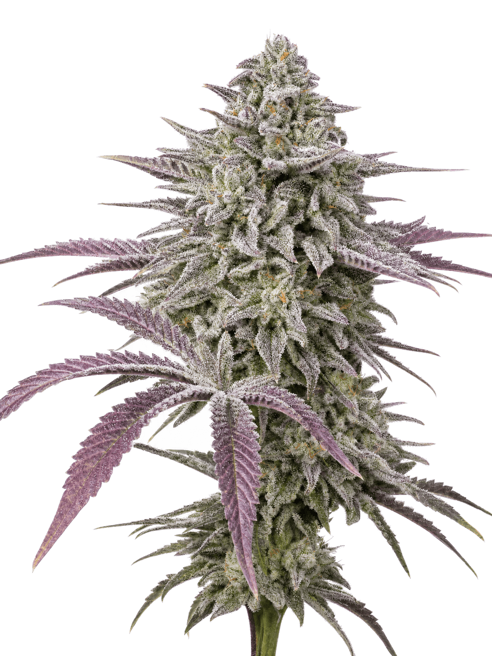 Cannabis der Sorte Sour Mintz Haze