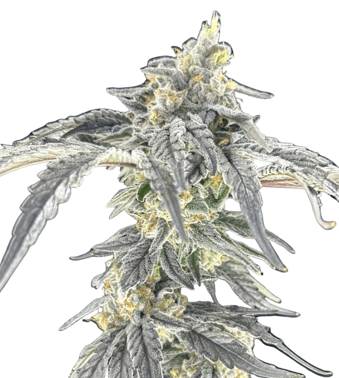 Med. Cannabis