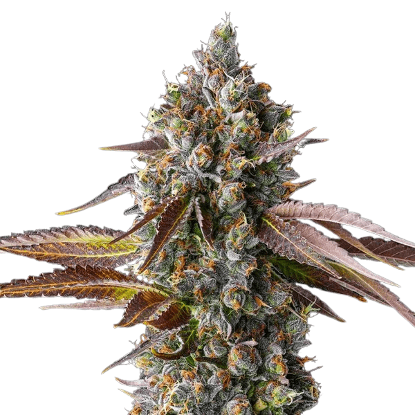 Cannabis der Sorte Strawberry Skrilla