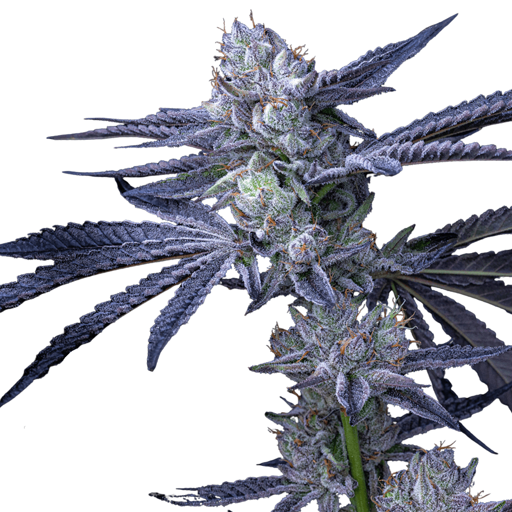 Cannabis der Sorte Sunset Runtz