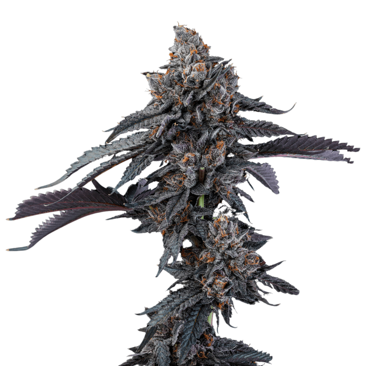 Cannabis der Sorte Temptation by Koots Canna