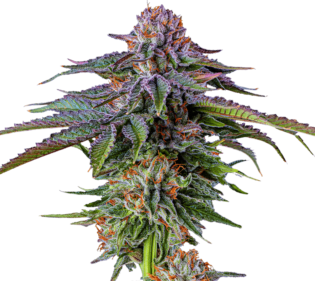 Cannabis der Sorte Turbo Blueberry