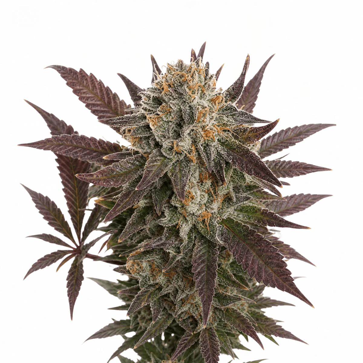 Med. Cannabis