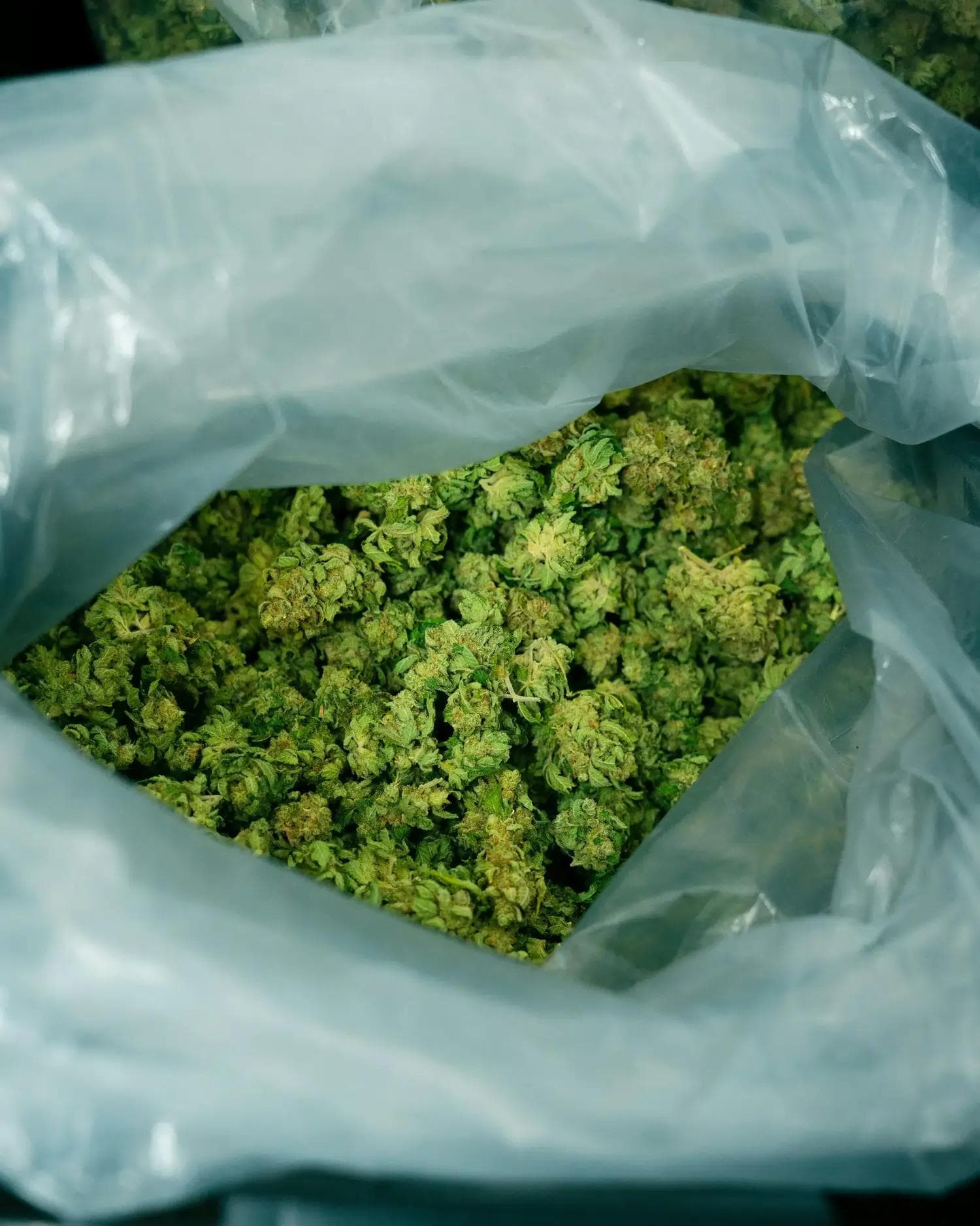 Schimmel auf Cannabis: Tipps gegen den häufigsten Pilzbefall bei Hanf ...